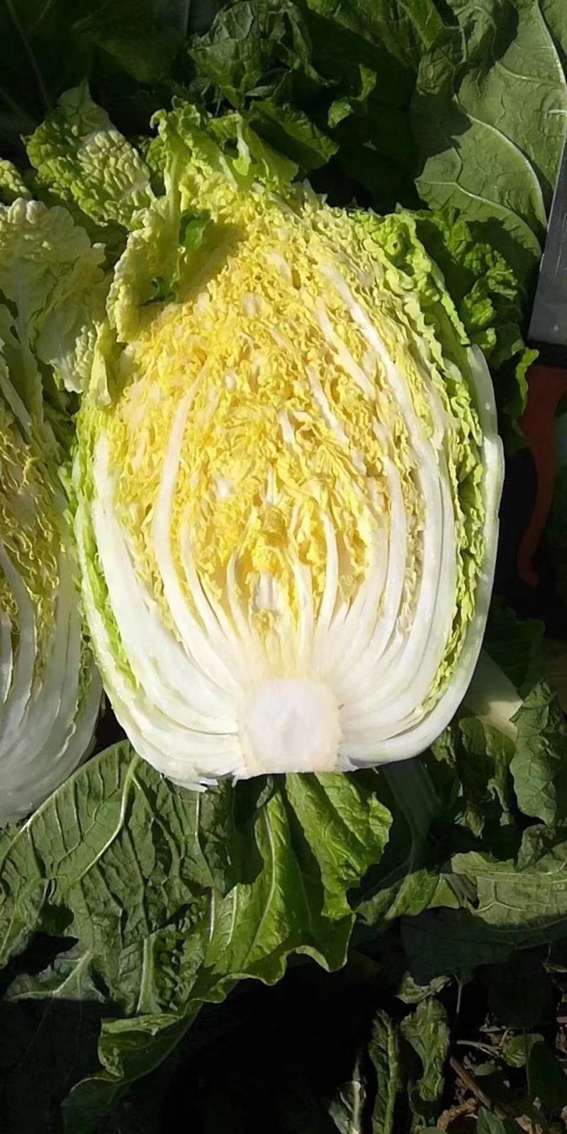 湖北沙洋黄心大白菜，新鲜量大，无虫眼，现摘现发