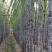韶关翁源黑皮甘蔗大量供应市场电商超市平台诚信经营有回程车
