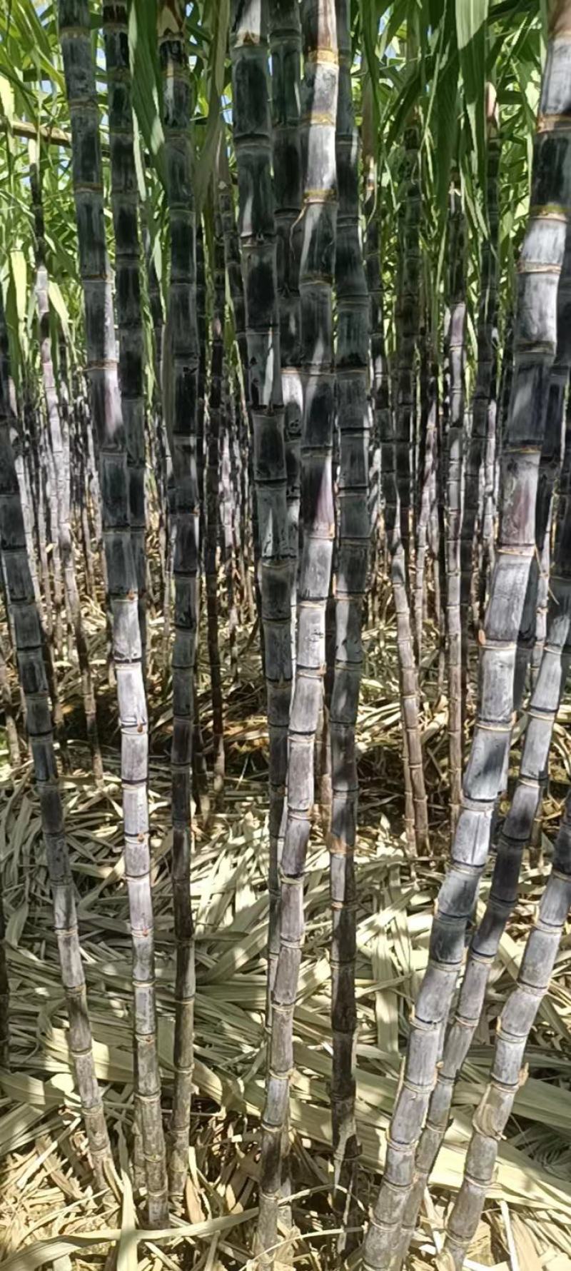 韶关翁源黑皮甘蔗大量供应市场电商超市平台诚信经营有回程车