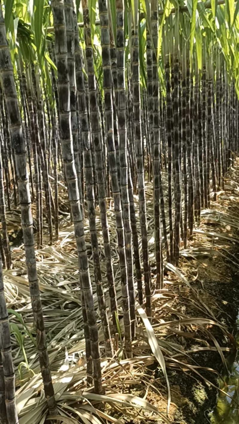 韶关翁源黑皮甘蔗大量供应市场电商超市平台诚信经营有回程车