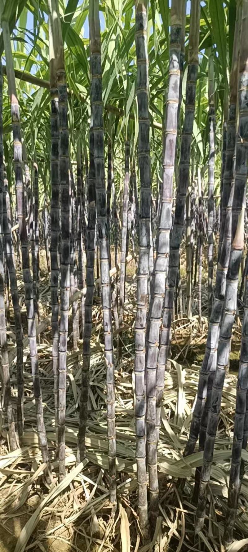 韶关翁源黑皮甘蔗大量供应市场电商超市平台诚信经营有回程车