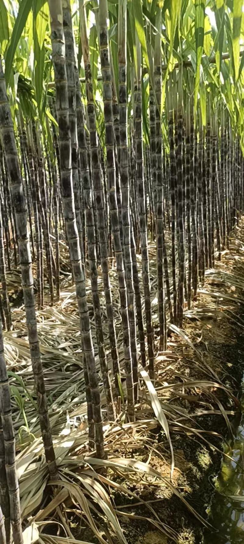 韶关翁源黑皮甘蔗大量供应市场电商超市平台诚信经营有回程车