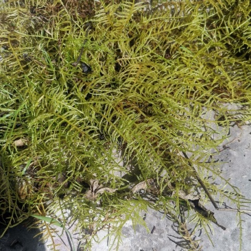 苔藓