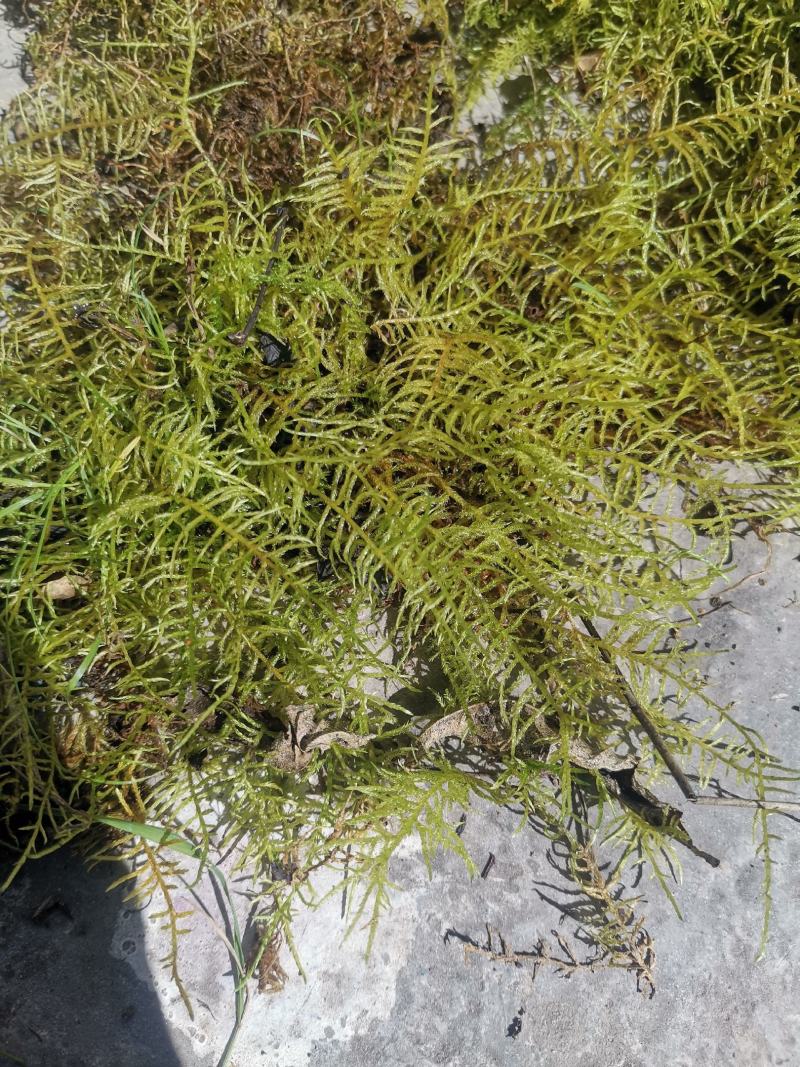 苔藓