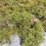 苔藓
