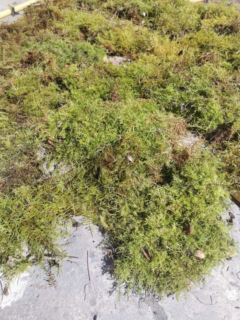 苔藓