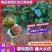 正宗泰国红宝石青柚苗.青柚苗批发.质量保证基地直供
