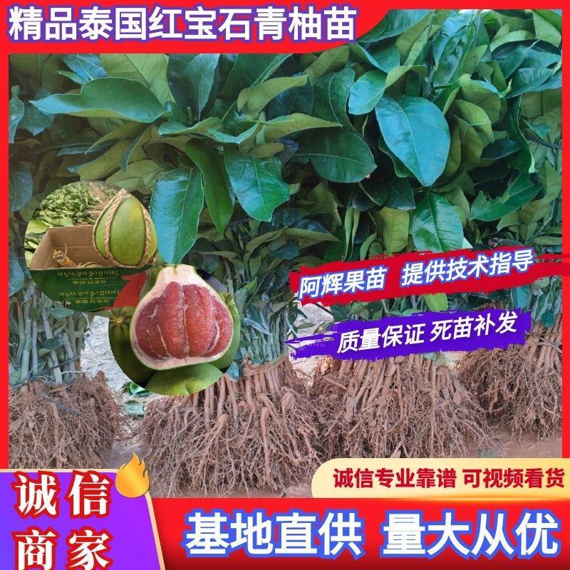正宗泰国红宝石青柚苗.青柚苗批发.质量保证基地直供