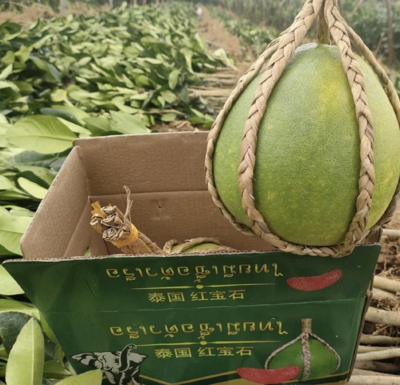 正宗泰国红宝石青柚苗.青柚苗批发.质量保证基地直供