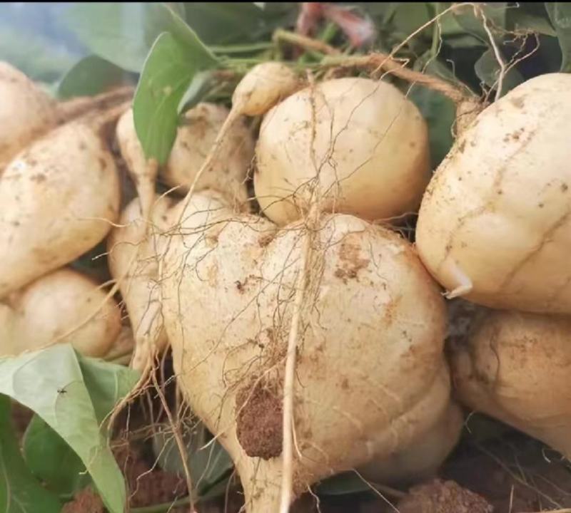 湖北沙洋精品凉薯，现摘现发，货源稳定，全国发货