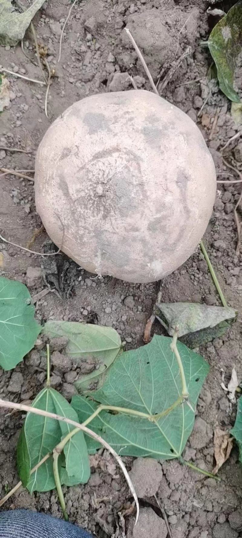 湖北沙洋精品凉薯，现摘现发，货源稳定，全国发货