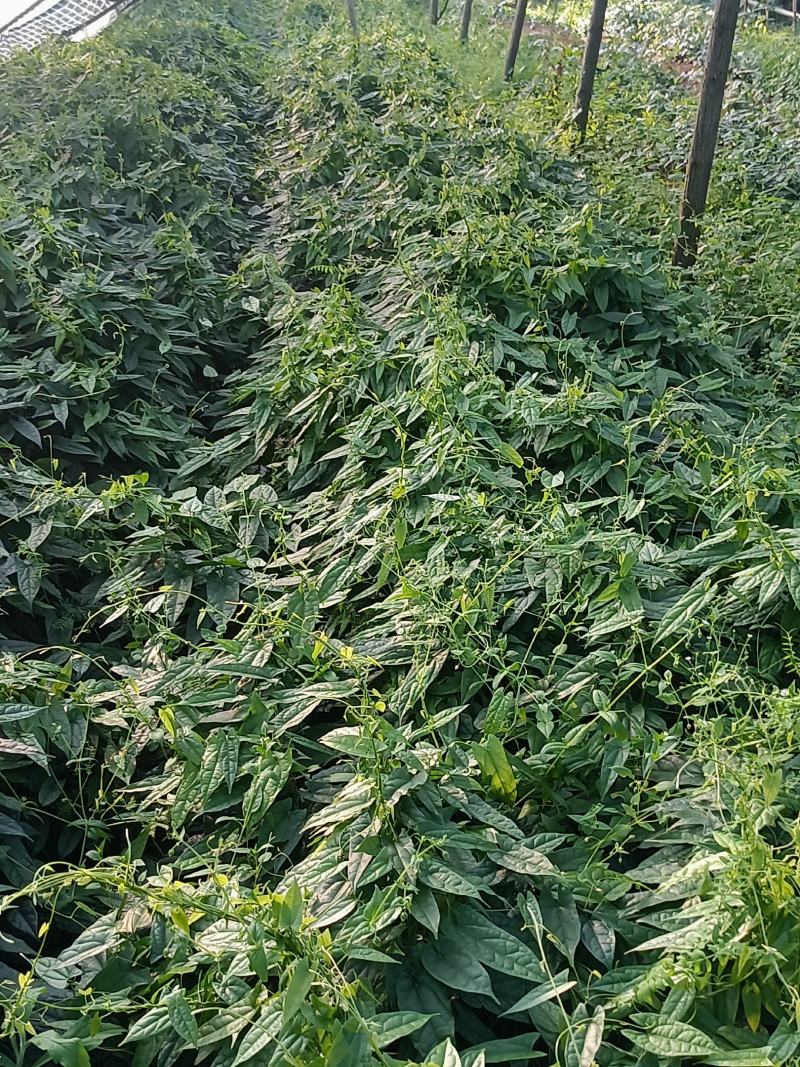 金果榄种苗及种子