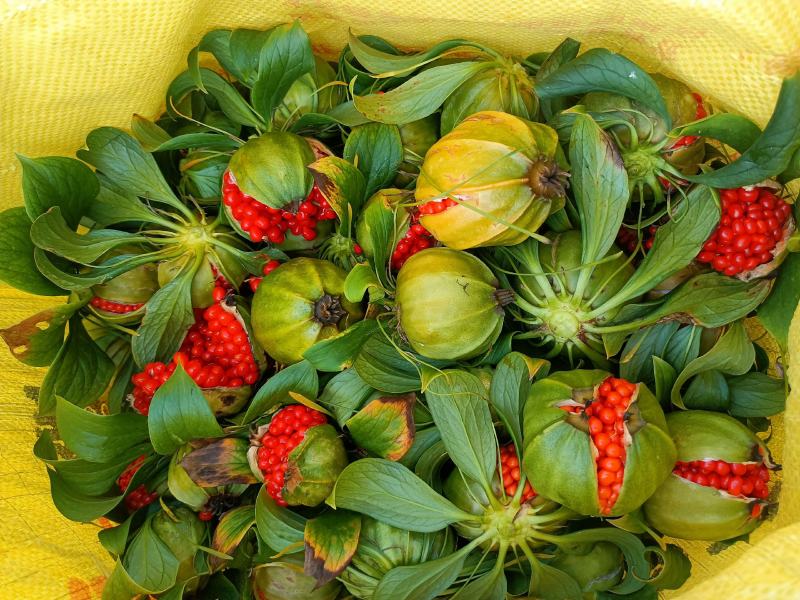 优质高杆滇重楼苗（药点高）