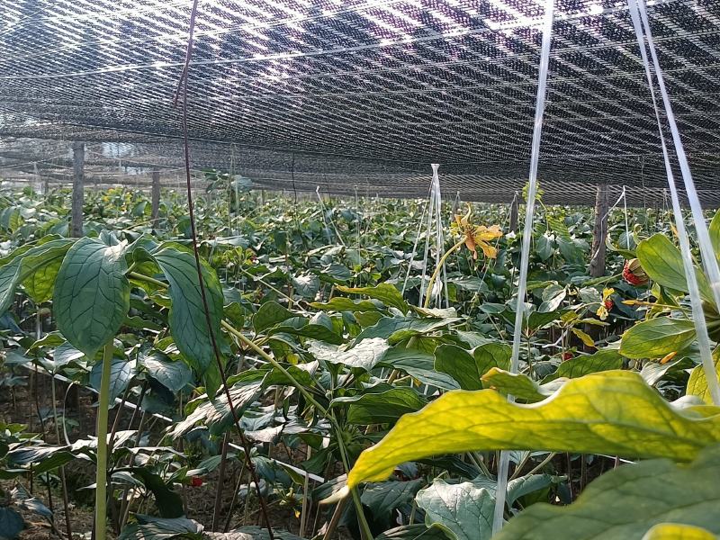 优质高杆滇重楼苗（药点高）