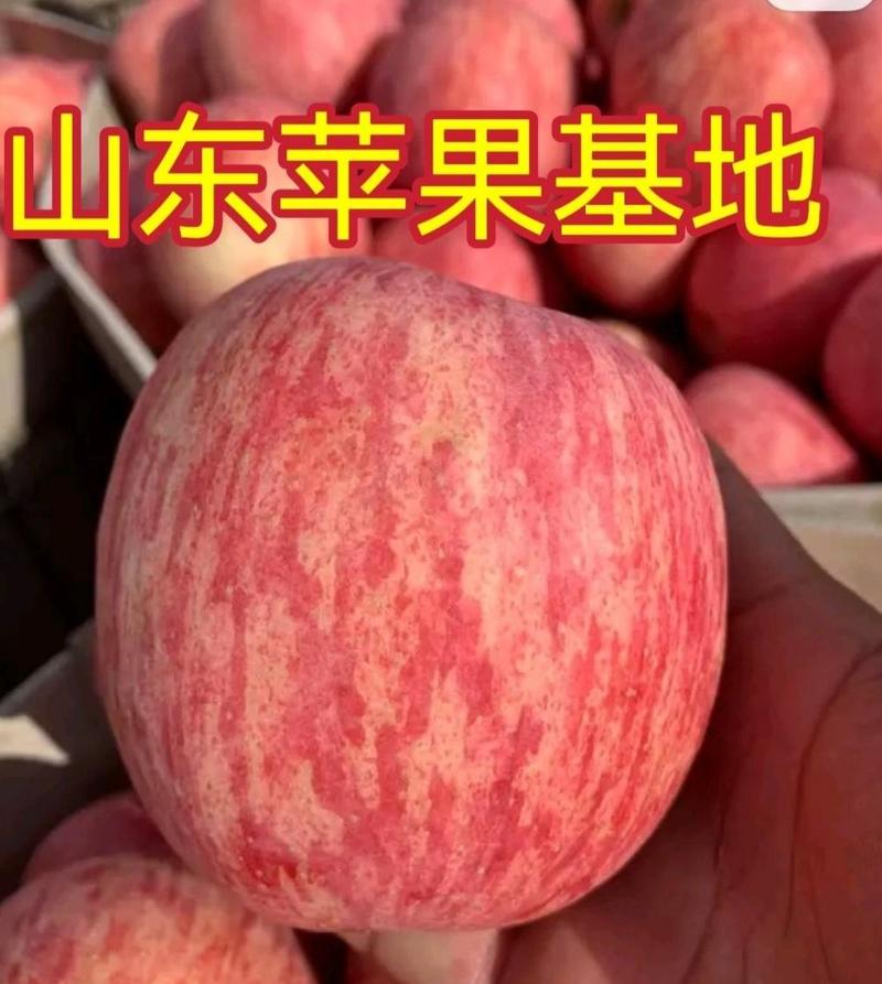 【山东烟台红富士】苹果，产地一手货源膜袋，纸袋，诚信经营