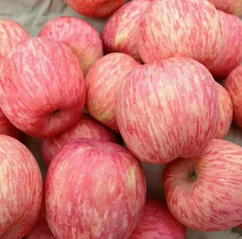 【山东烟台红富士】苹果，产地一手货源膜袋，纸袋，诚信经营