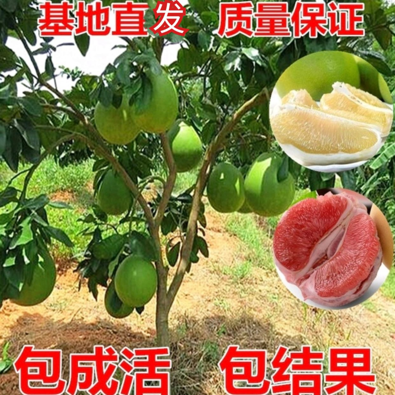 琯溪三红蜜柚苗（三红柚苗）产地直供.红心蜜柚.含技术指导