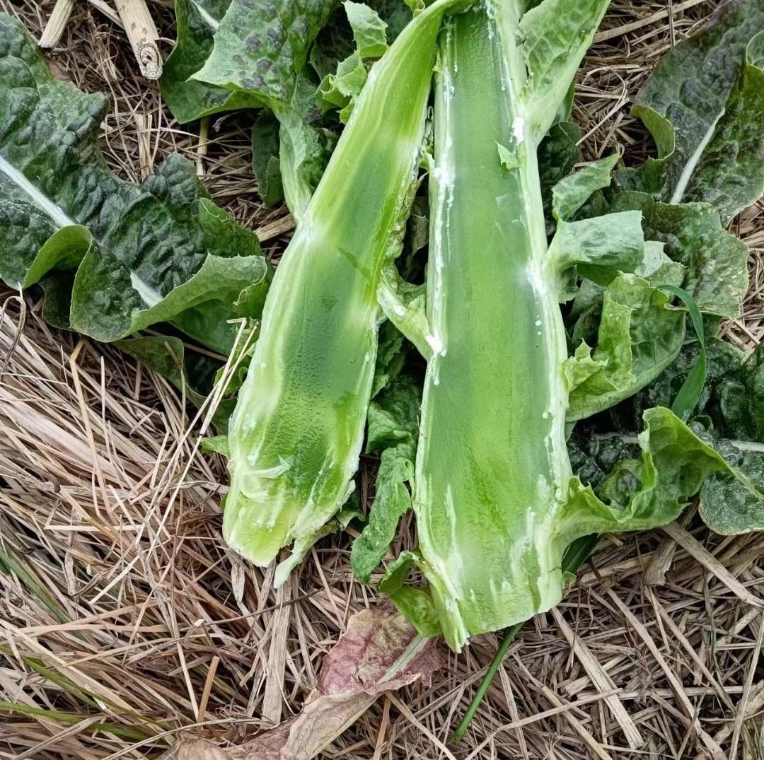 莴苣与菊苣典型品种对比图