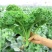 羽衣甘蓝种籽冬宝种子红宝羽衣甘兰甘蓝四季庭院阳台盆栽蔬菜