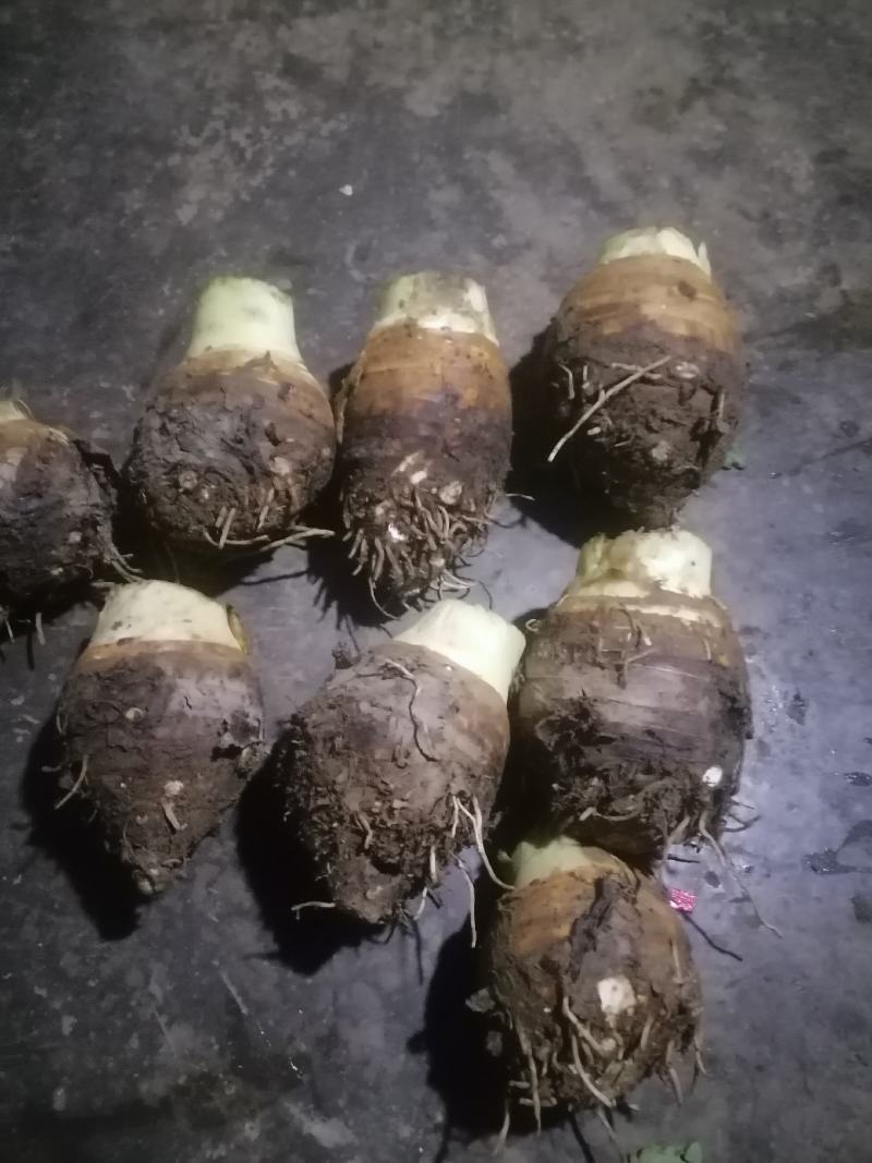 香芋，荔浦芋头