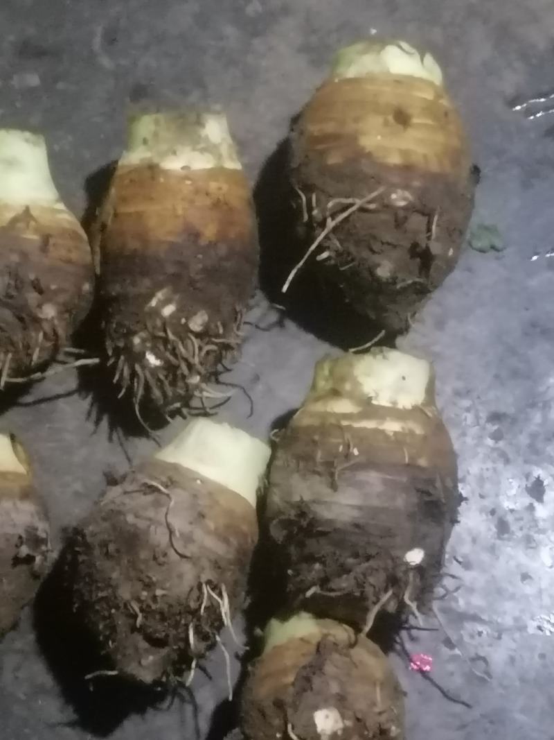 香芋，荔浦芋头