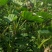 香芋，荔浦芋头
