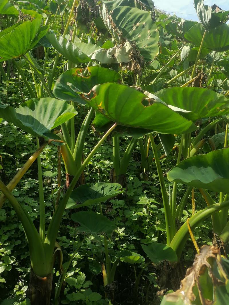 香芋，荔浦芋头