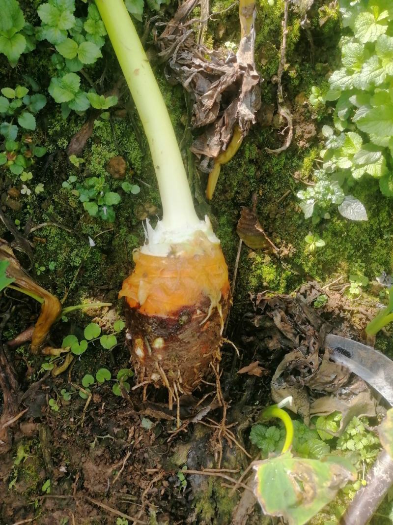 香芋，荔浦芋头