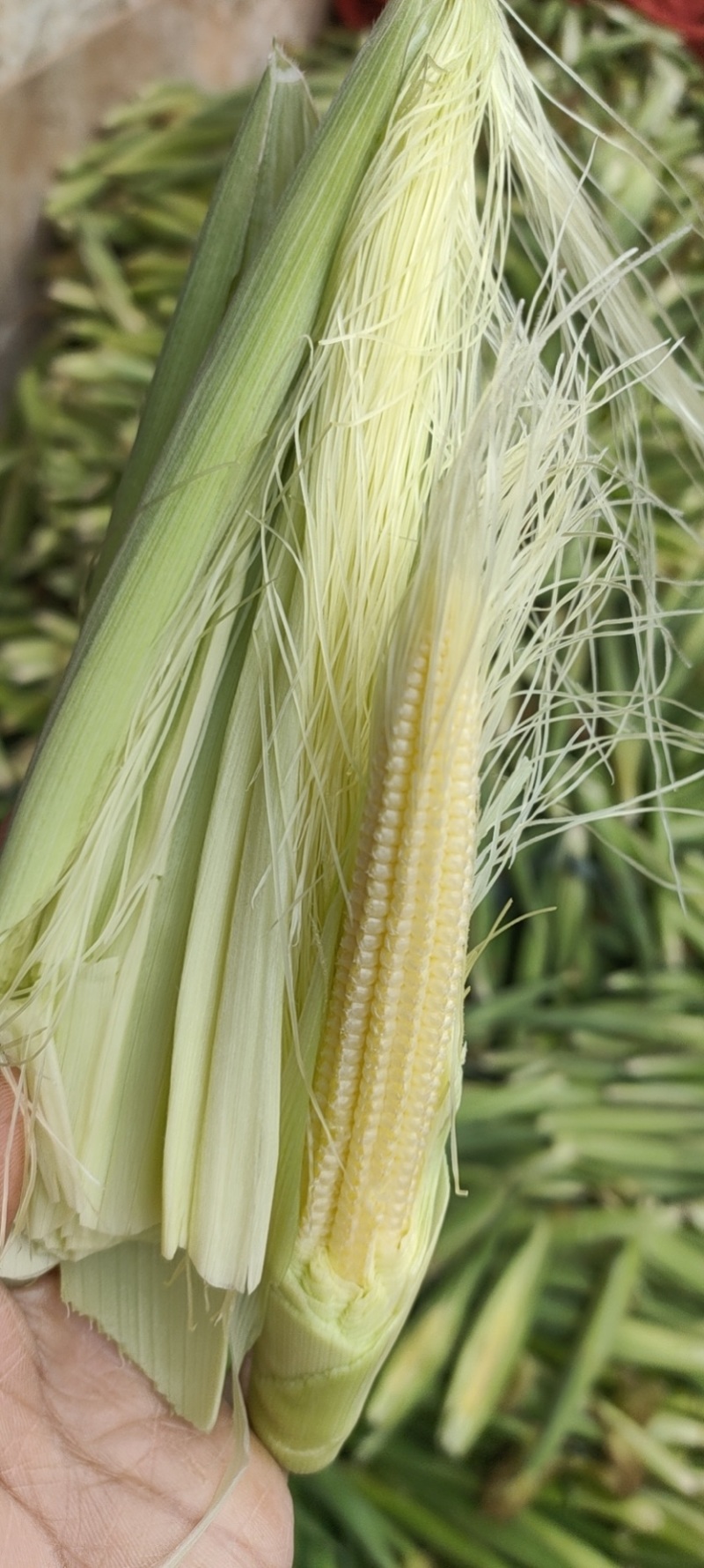 玉米笋新鲜水果沙拉蔬菜食材包邮批发带壳去芯