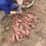 四川红薯西瓜红地瓜沙地六鳌蜜薯烧烤红薯电商超市规格齐全