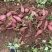 红薯四川红芍淀粉红薯商薯19地瓜红薯白心红薯供货稳定