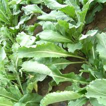 板蓝根种子绿色保健菜春夏播种优质养生特菜种