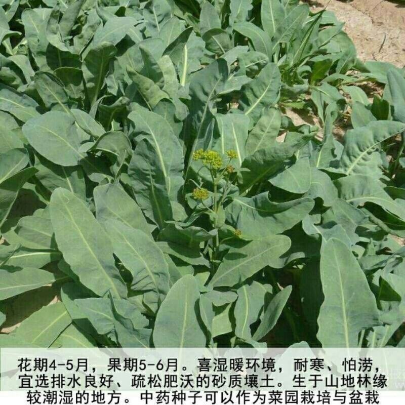 板蓝根种子绿色保健菜春夏播种优质养生特菜种