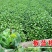 板蓝根种子绿色保健菜春夏播种优质养生特菜种