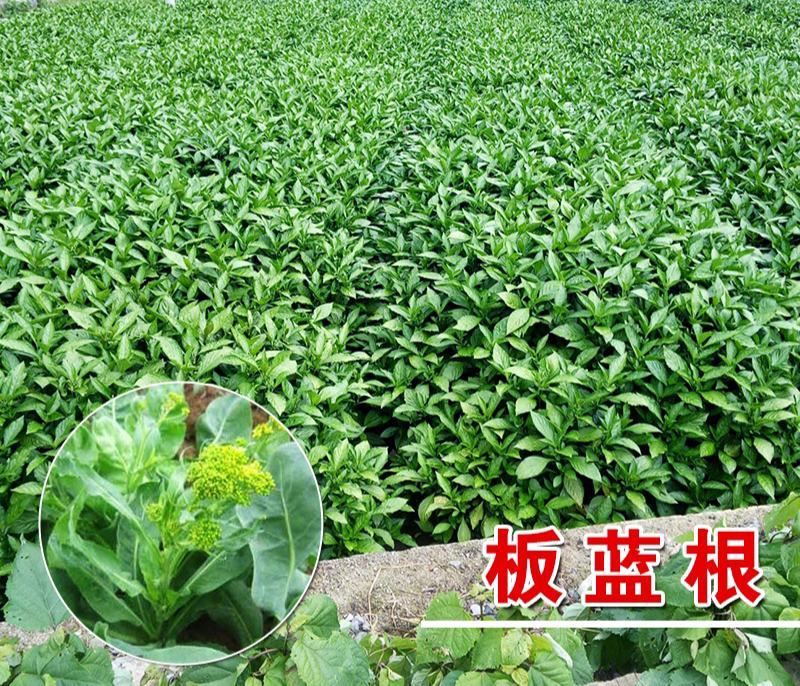 板蓝根种子绿色保健菜春夏播种优质养生特菜种