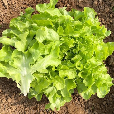 奶油沙拉菜种子蔬菜沙拉阳台种菜种子庭院绿植田地大棚四季播