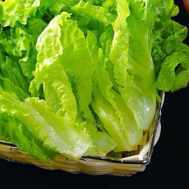奶油沙拉菜种子蔬菜沙拉阳台种菜种子庭院绿植田地大棚四季播