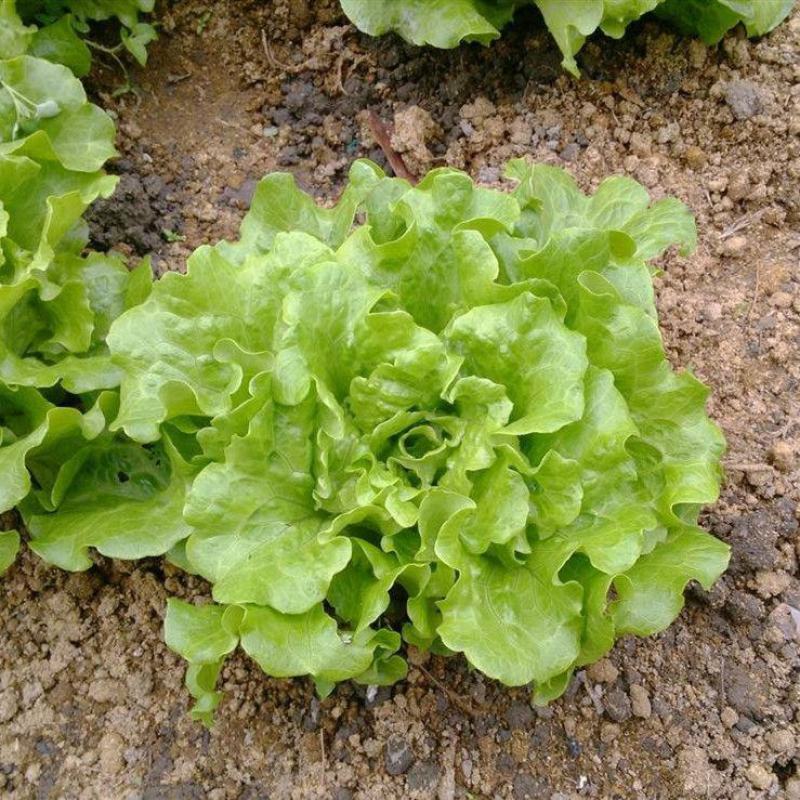 奶油沙拉菜种子蔬菜沙拉阳台种菜种子庭院绿植田地大棚四季播