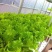 奶油沙拉菜种子蔬菜沙拉阳台种菜种子庭院绿植田地大棚四季播
