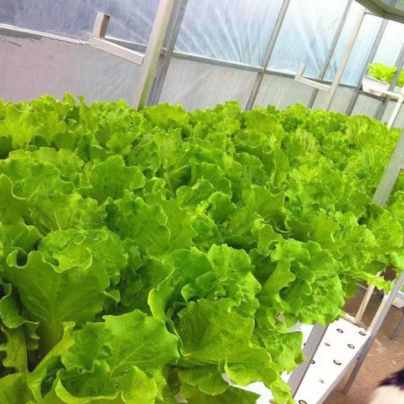 奶油沙拉菜种子蔬菜沙拉阳台种菜种子庭院绿植田地大棚四季播