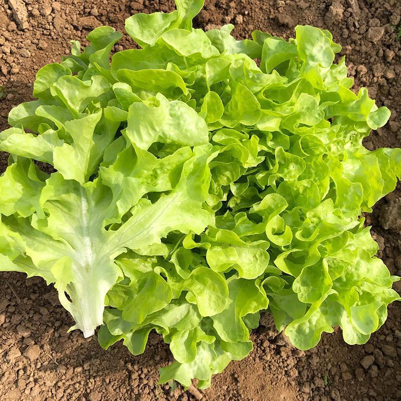 奶油沙拉菜种子蔬菜沙拉阳台种菜种子庭院绿植田地大棚四季播