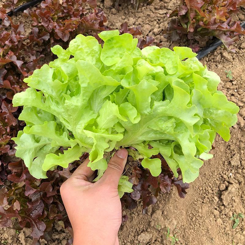 奶油沙拉菜种子蔬菜沙拉阳台种菜种子庭院绿植田地大棚四季播
