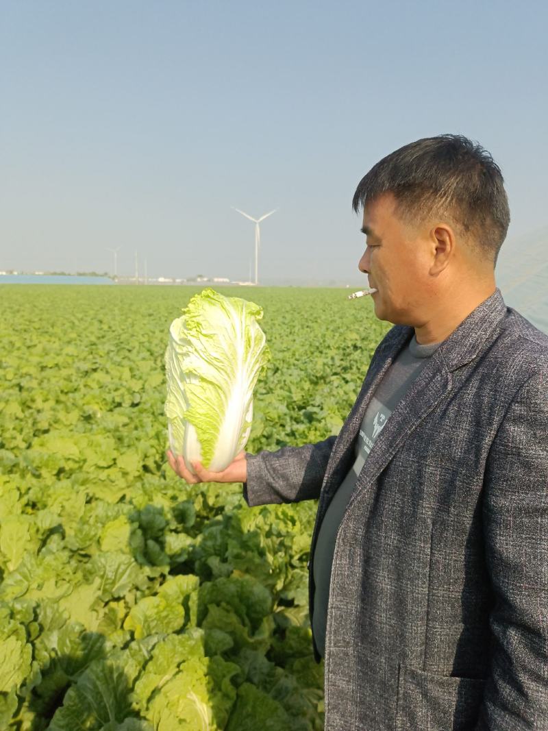 河南省鹿邑县大白菜，现在正卖，大量有货，物美价廉，欢迎采购