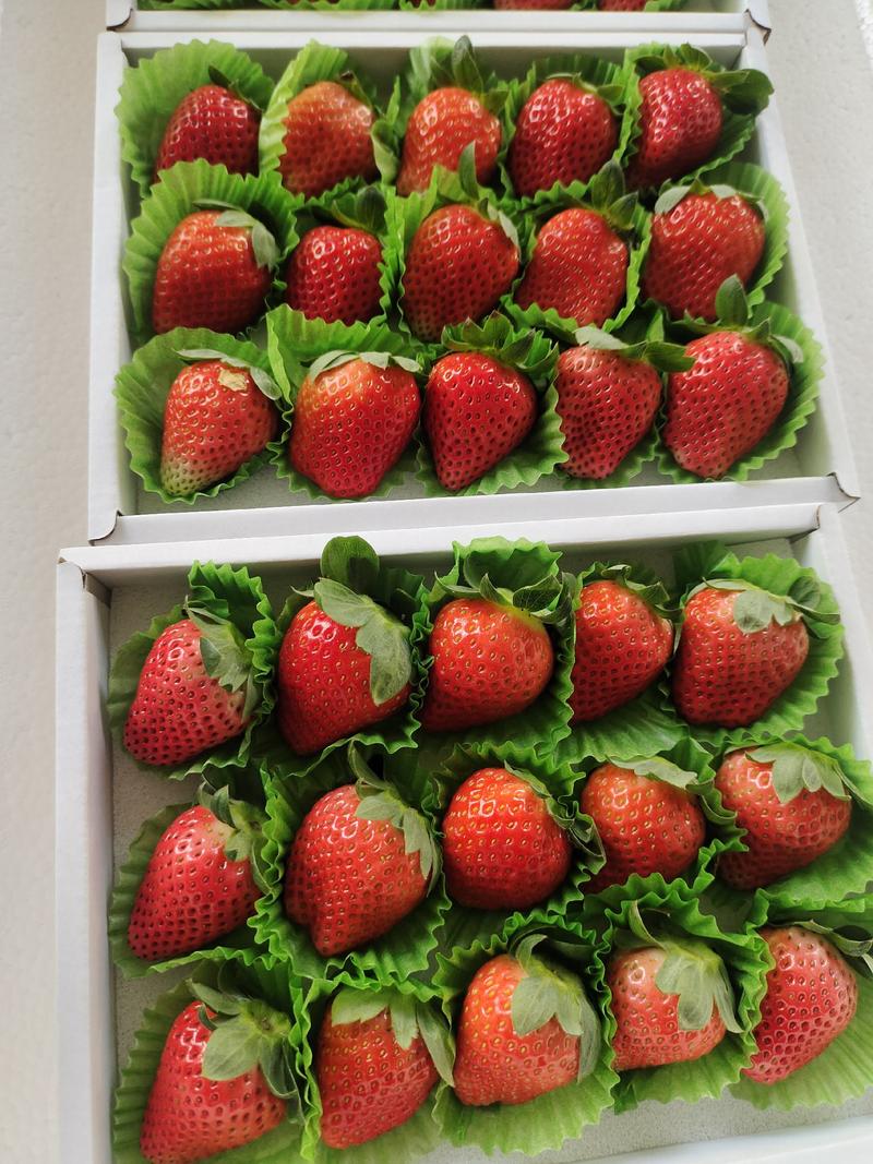 江苏徐州妙香草莓大量上市欢迎新老顾客前来共同发财！