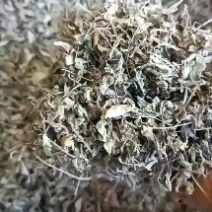 湖南野生藤茶莓茶中档茶细叶无粗梗，大量有货