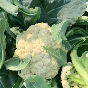 有机松花菜大量上市，青梗白面小米粒，大量上市中代发全国