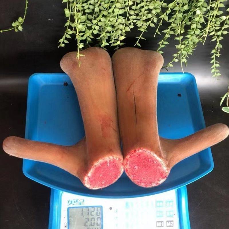 鹿茸，鲜鹿茸二杠，鹿茸片，货源充足，欢迎来电咨询