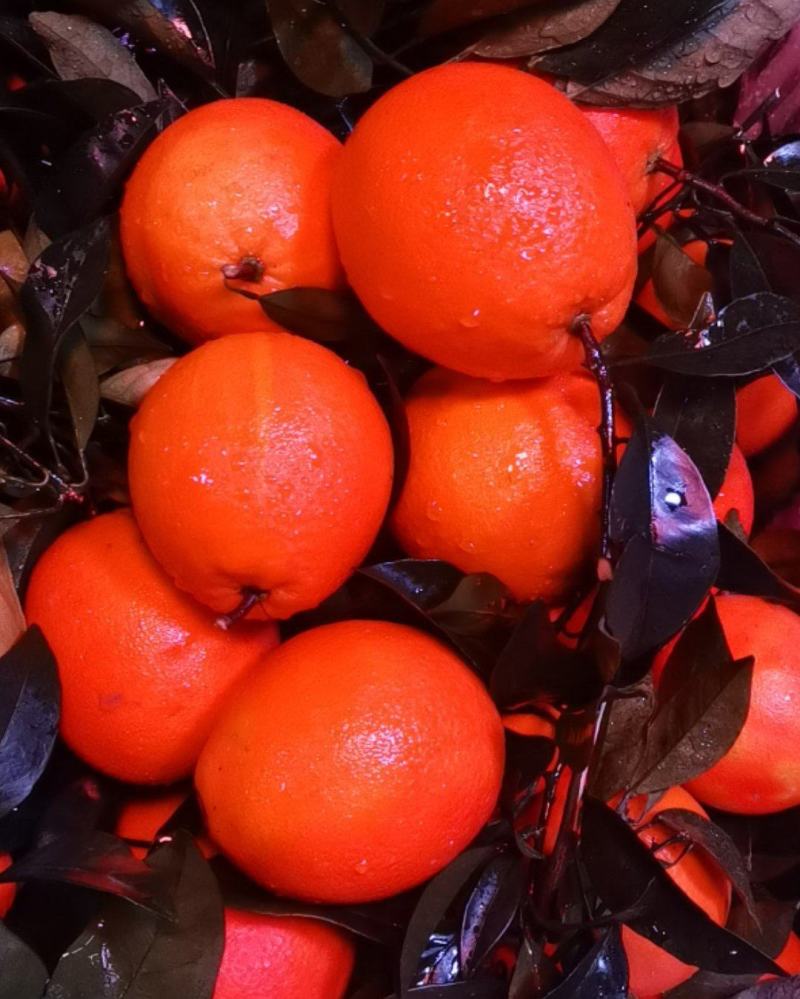 应季水果