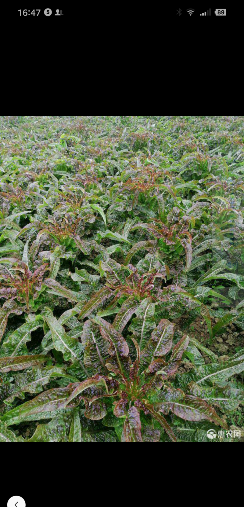 湖北当阳红叶香莴笋大量上市