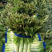 湖北当阳红叶香莴笋大量上市